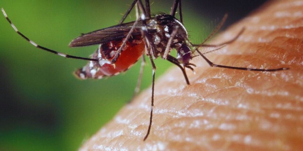 Home Mosquito Control-a-mosquito