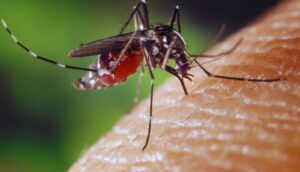 How To Identify Bed Bug Bites Vs Mosquito Bites-a-mosquito How To Identify Bed Bug Bites Vs Mosquito Bites-a-mosquito