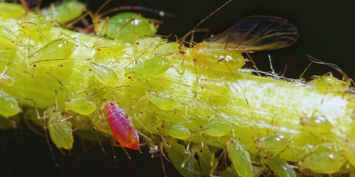 How To control Aphids-aphid-insect-pests