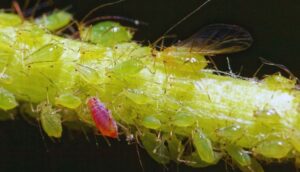 DIY Solutions For Aphid Infestations On Roses-aphid-insect-pest DIY Solutions For Aphid Infestations On Roses-aphid-insect-pest