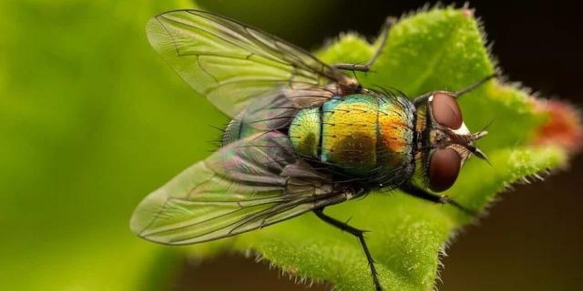 How To Control House Flies-a-house-fly