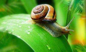 Garden Slugs And Snail-a-snail Garden Slugs And Snail-a-snail