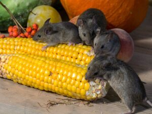 How To Control Rats-rats-feeding-on- ears-of-corn How To Control Rats-rats-feeding-on- ears-of-corn