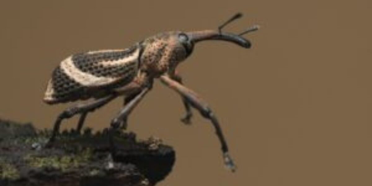 How To Get Rid Of Pantry Bugs-a- weevil