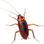 How to Get Rid of Roaches Overnight-a-roach-insect-pest