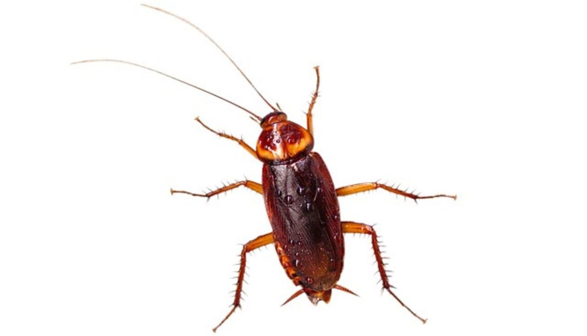 How to Get Rid of Roaches Overnight-a-roach-insect-pest How to Get Rid of Roaches Overnight-a-roach-insect-pest