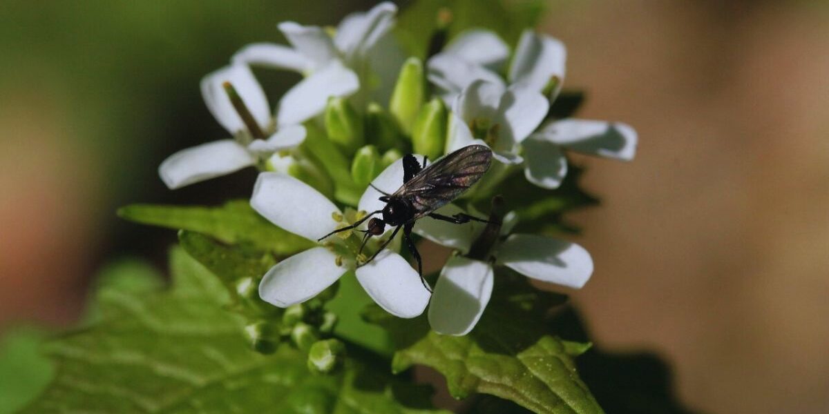 How To Kill Fungus Gnats In Houseplants-a-fungus-gnats