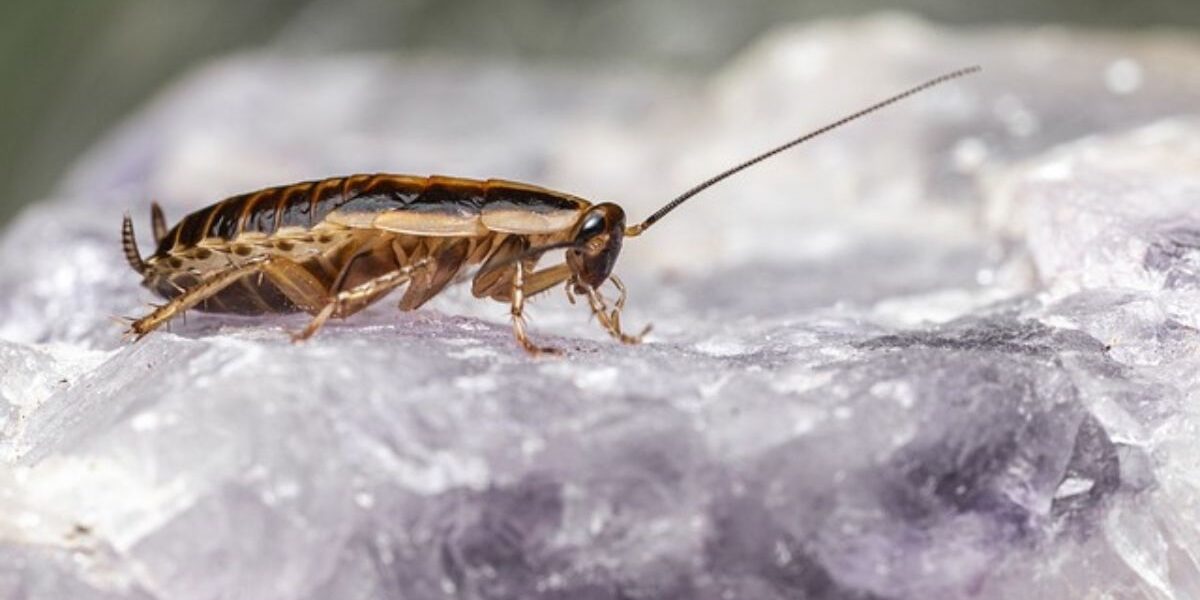 How To Control German Cockroach-a-german-cockroach