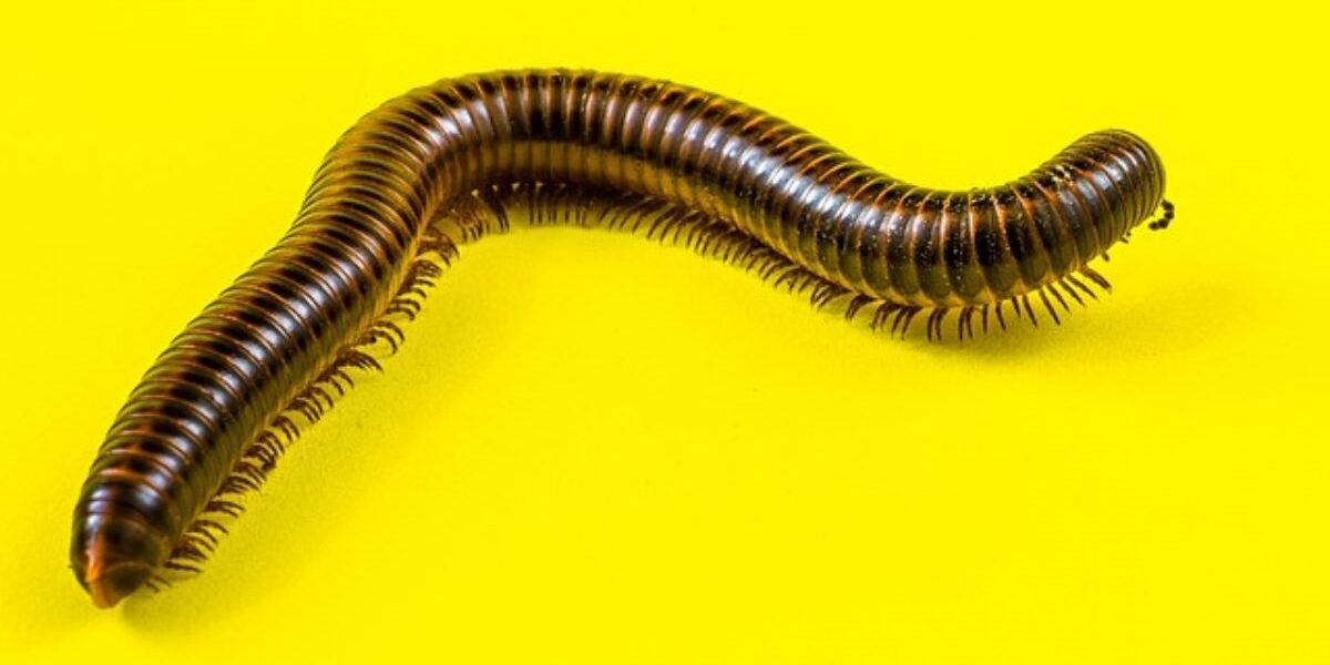 How To Prevent Millipedes From Entering House-a-millipedes