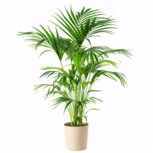 How To Kill Fungus Gnats In Houseplants-a-palm-plant How To Kill Fungus Gnats In Houseplants-a-palm-plant