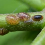 Scale Insect Control-scale-insects Scale Insect Control-scale-insects