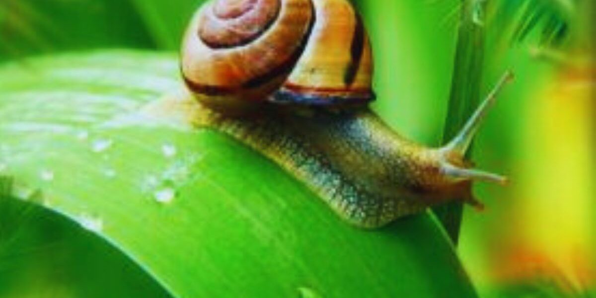Garden Slugs And Snails-a-snail