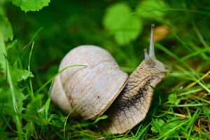 Natural Insect Repelllent For Plants-a-snail-garden-pest Natural Insect Repelllent For Plants-a-snail-garden-pest