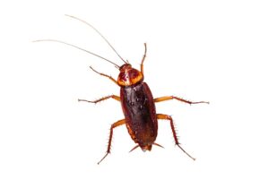 How To Get Rid Of Roaches In Apartments-an-american-cockroach How To Get Rid Of Roaches In Apartments-an-american-cockroach