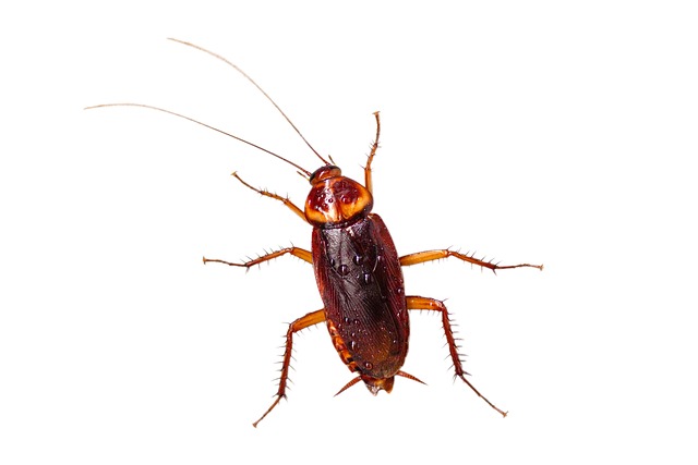 How To Get Rid Of American Cockroaches-and-american-cockroach How To Get Rid Of American Cockroaches-and-american-cockroach