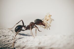 How To Control House Ants-a-house-ants