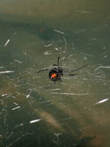 How To Get Rid Of Spiders In The House-a-black-widow-spider How To Get Rid Of Spiders In The House-a-black-widow-spider