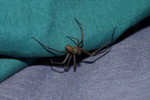 How To Get Rid Of Spiders In The House-a-brown-recluse How To Get Rid Of Spiders In The House-a-brown-recluse