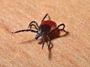 How To Control Tick-a-tick How To Control Tick-a-tick