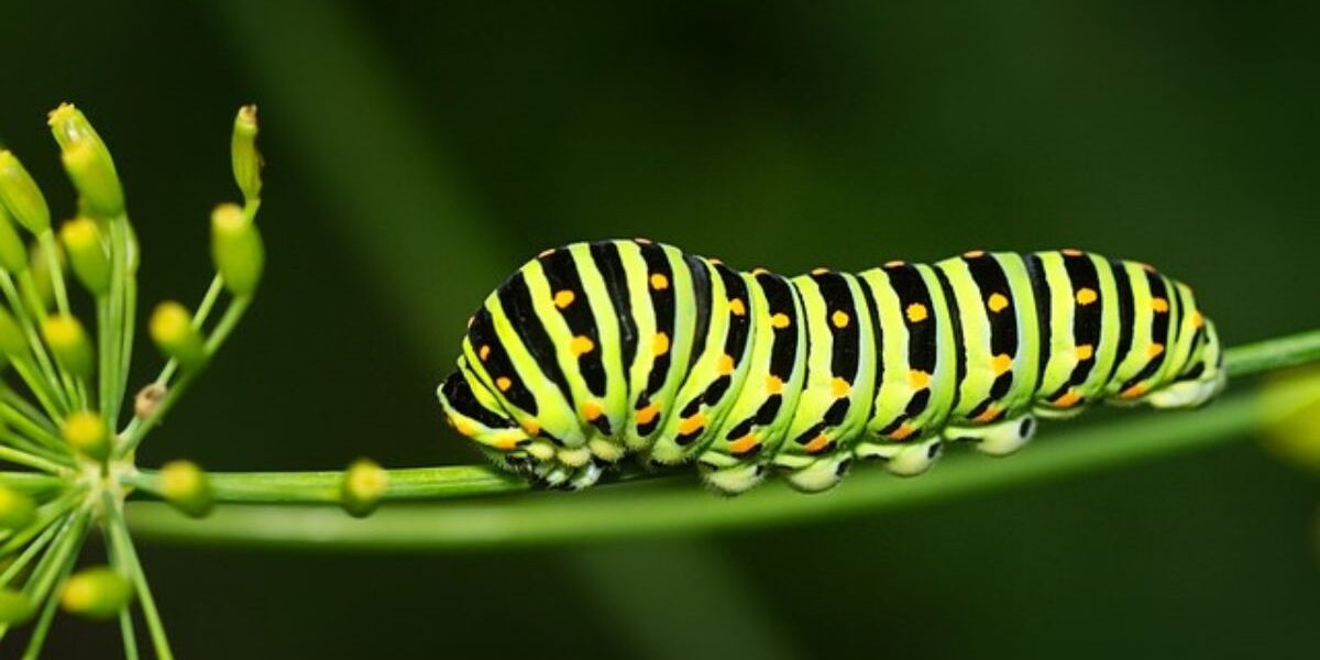 How To Control Caterpillars In The Garden-a-caterpillar-garden-pest