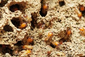 Drywood Termites Treatment-drywood-termites Drywood Termites Treatment-drywood-termites