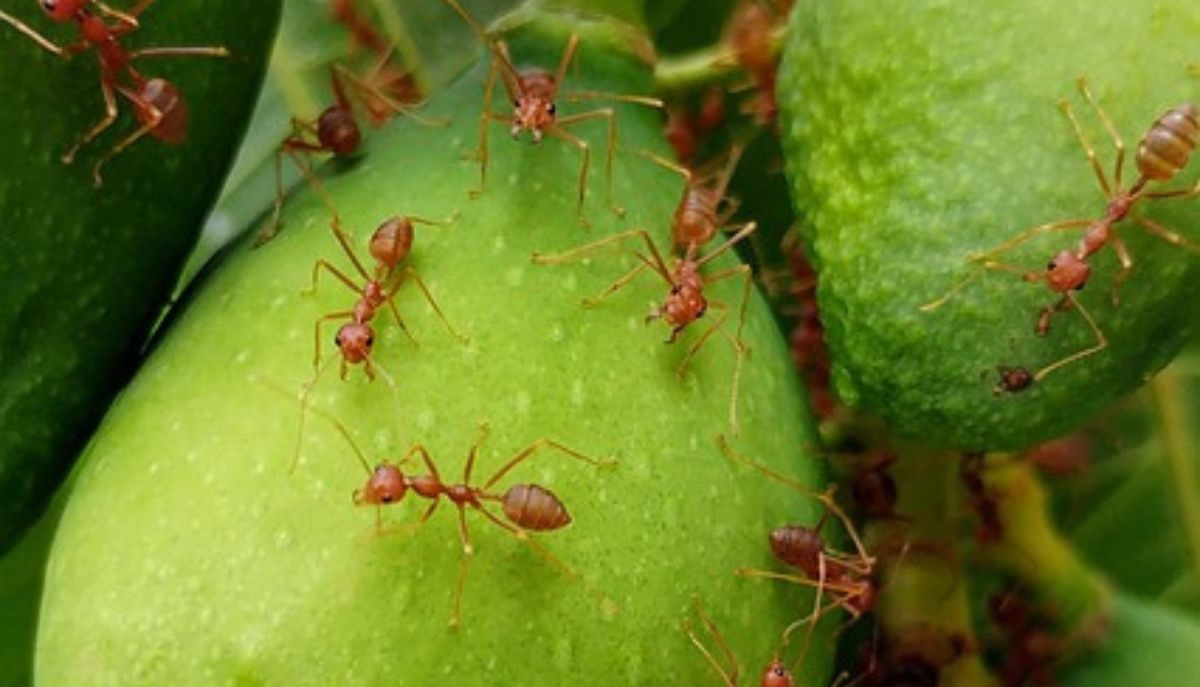 How to Get Rid of Fire Ants Outdoors-fire-ants