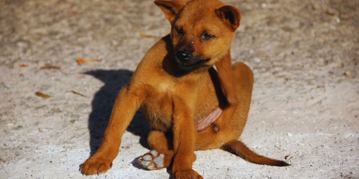 Flea Control In The Home-a-dog-with-fleas