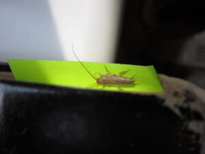 How To Get Rid Of Silverfish In YOur Home-a-sliverfish-insect-pest How To Get Rid Of Silverfish In YOur Home-a-sliverfish-insect-pest