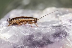 How To Control Greman Cockroaches-a-german-cockroaches How To Control Greman Cockroaches-a-german-cockroaches