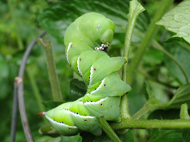 Organic Caterpillar Repellent For Vegetables-a-caterpillar-garden-pest Organic Caterpillar Repellent For Vegetables-a-caterpillar-garden-pest