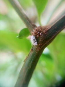 How To Control Pink Hibiscus Mealybug-a-mealybug How To Control Pink Hibiscus Mealybug-a-mealybug