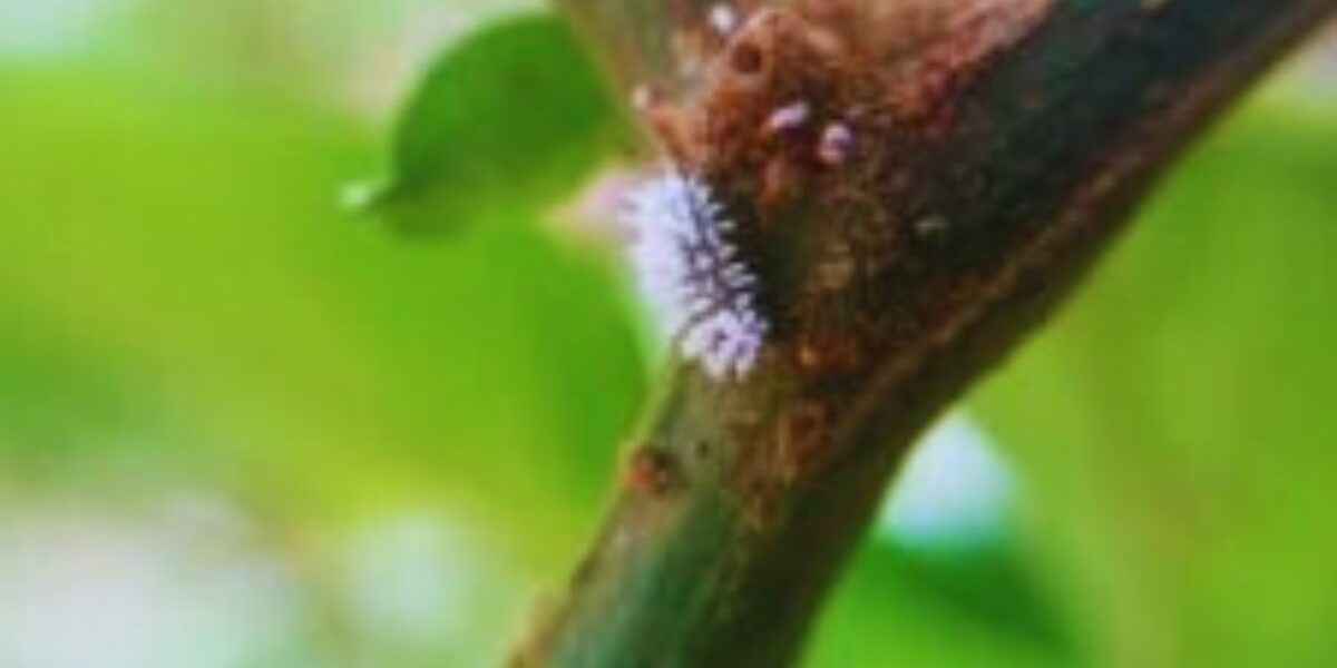 Pink Hibiscus Mealybug Control-a-mealybug-garden-pest