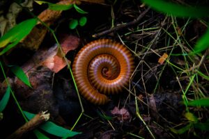 How To Prevent Millipedes From Entering House-a-millipede How To Prevent Millipedes From Entering House-a-millipede