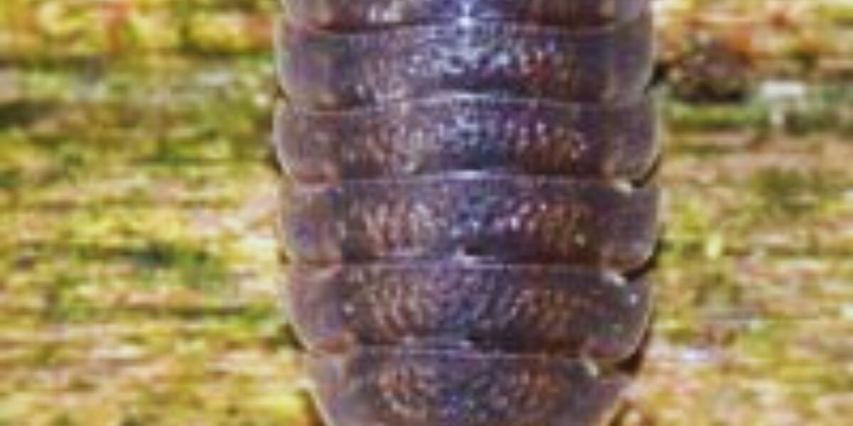 How To Control PillBugs Indoors-a-pillbug