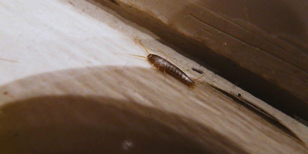How to Get Rid of Silverfish in Your Home-a-silverfish