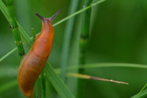 Garden Slugs And Snail-a-slug Garden Slugs And Snail-a-slug