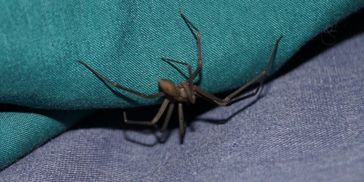 How To Get Rid Of Spiders In The House-a-spider