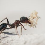 Best Ant Baits 2025: Top 5 Traps to Eliminate Ants Fast