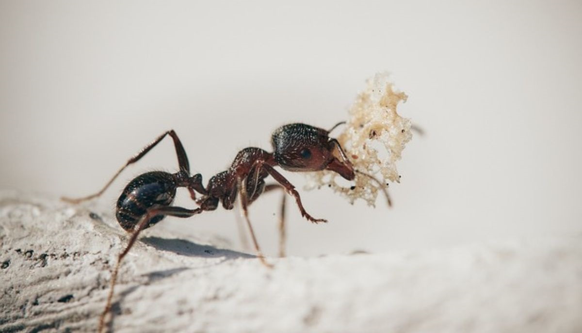 Best Ant Baits 2025: Top 5 Traps to Eliminate Ants Fast