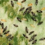 How To Get Rid Of Thrips-thrip-insects How To Get Rid Of Thrips-thrip-insects