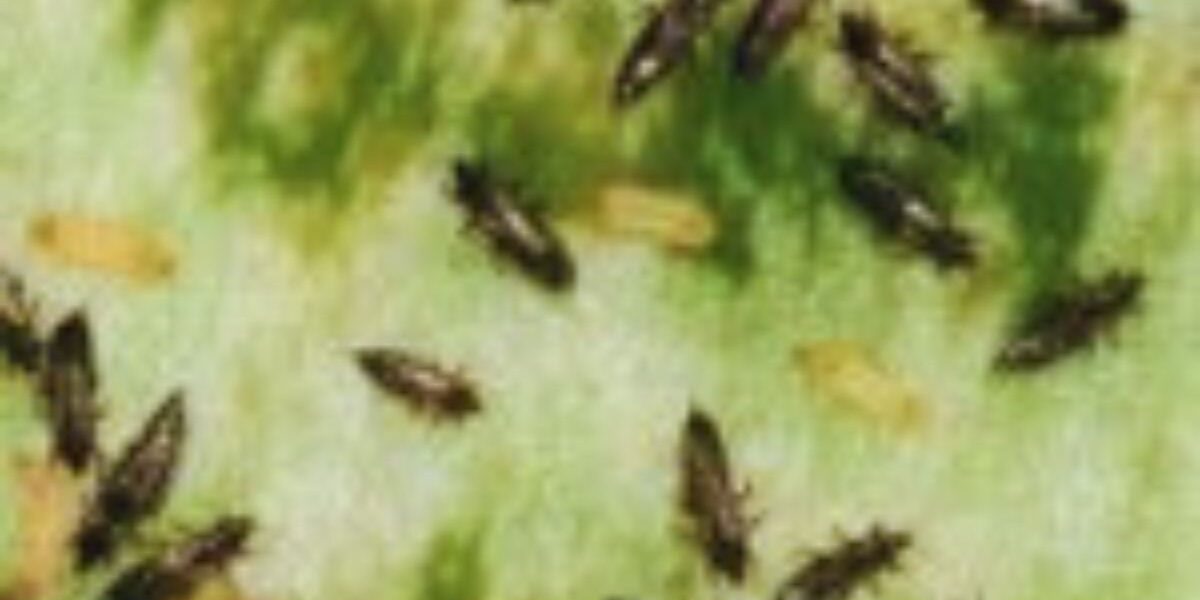 How To Get Rid Of Thrips-thrip-insects