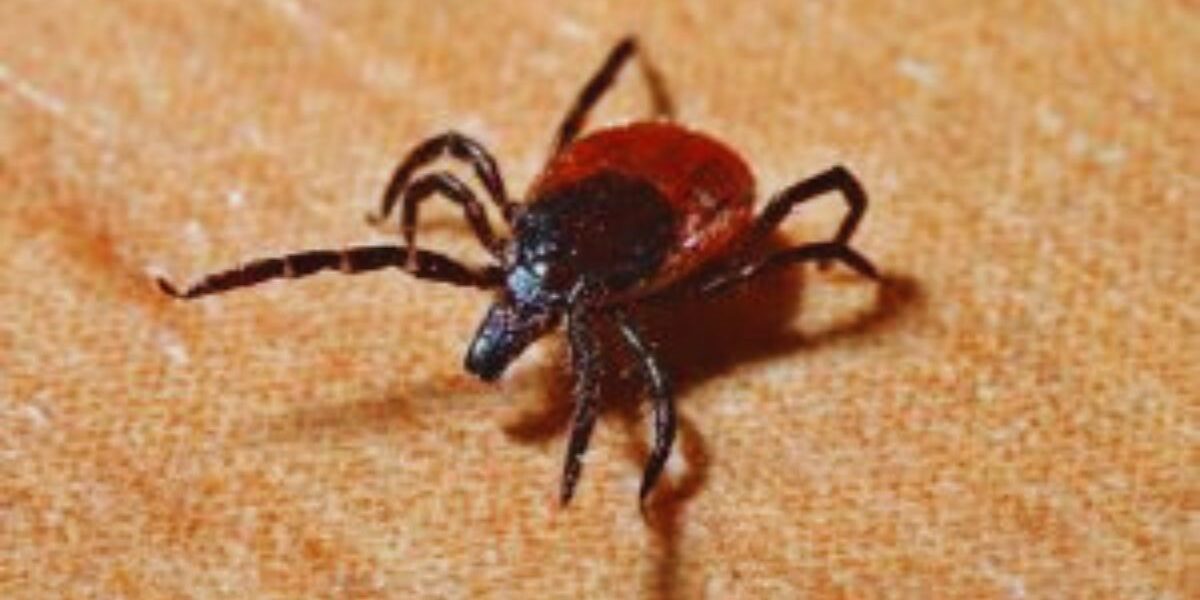 How To Control Tick-a-tick-insect