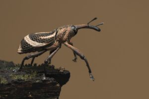 How To Get Rid Of Pantry Bugs-a-weevil How To Get Rid Of Pantry Bugs-a-weevil