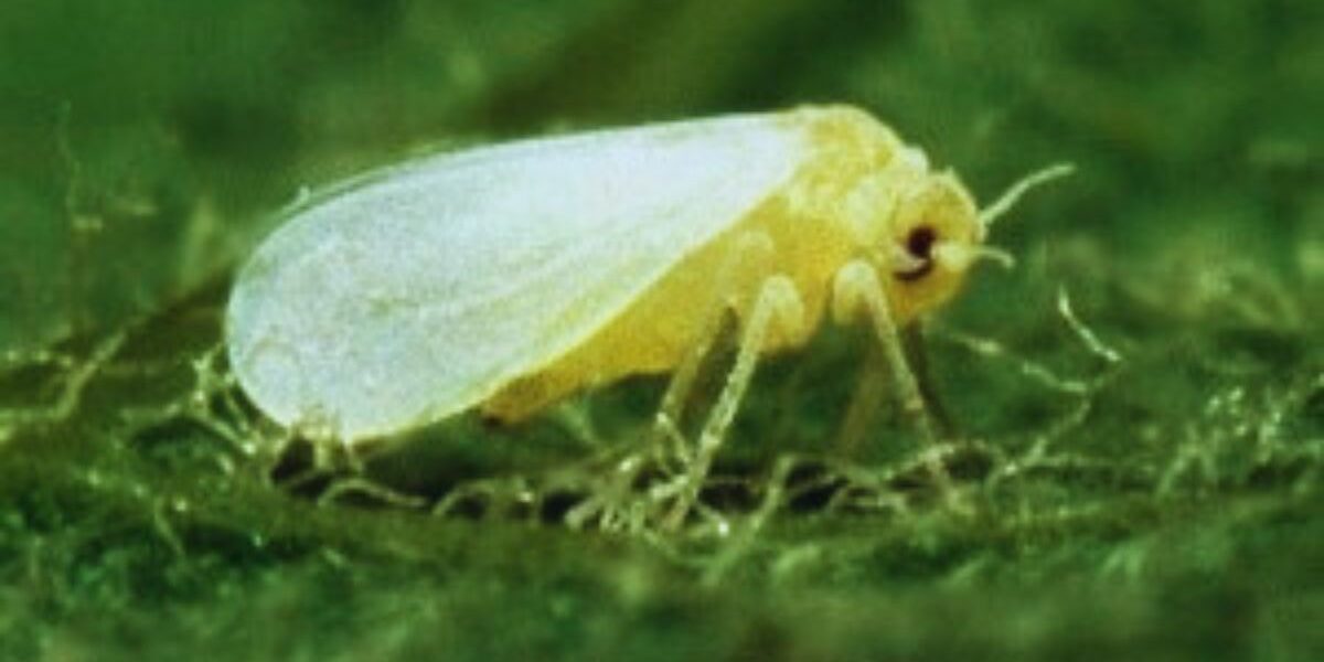 How To Control Whiteflies-a-whitefly-insect-pest