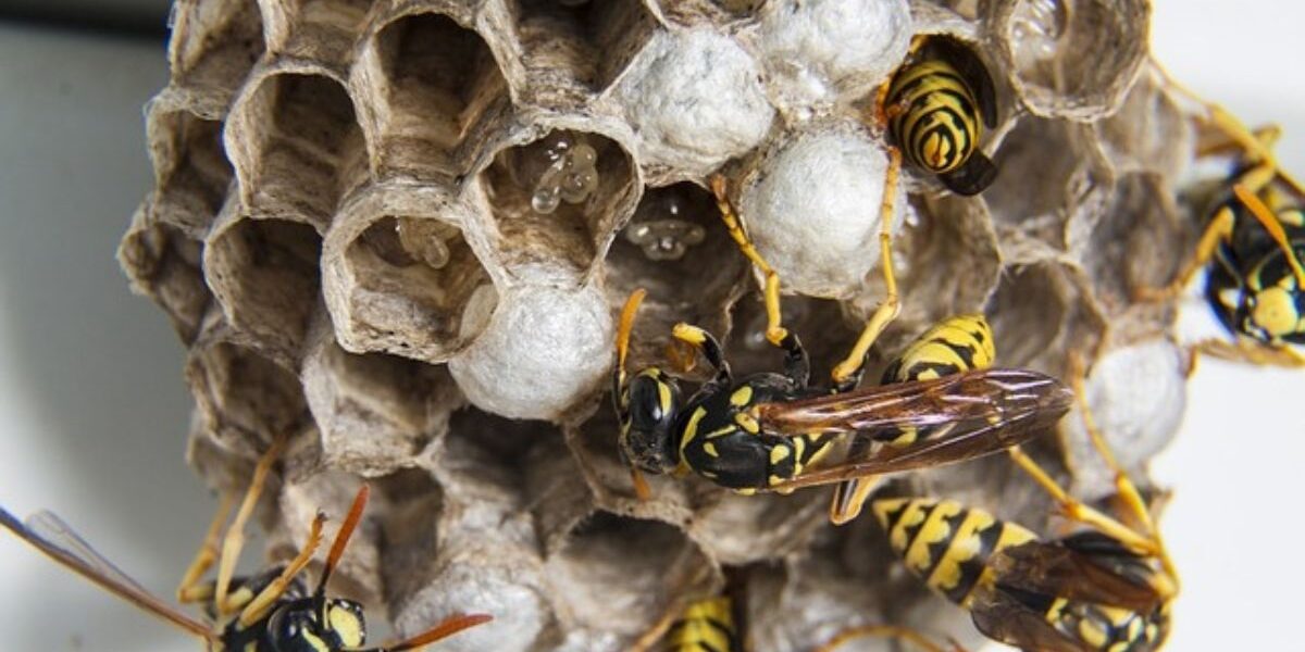 A wasp nest