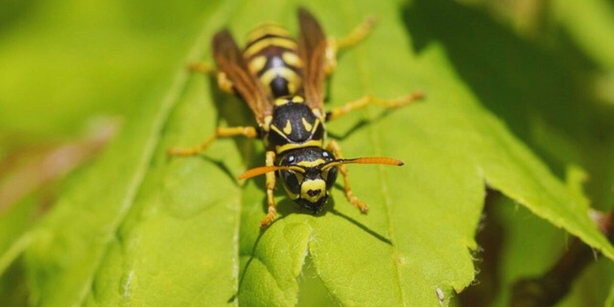 A yellow jacket