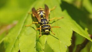 Winter Bugs That Bite-a-yellow-jacket-wasp