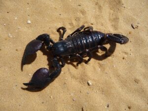 Hiow To Get Rid Of Scorpions In Your Home-a-scorpion Hiow To Get Rid Of Scorpions In Your Home-a-scorpion