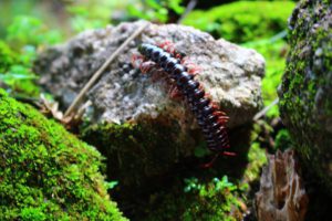 Outdoor Centipede Control-a-centipede