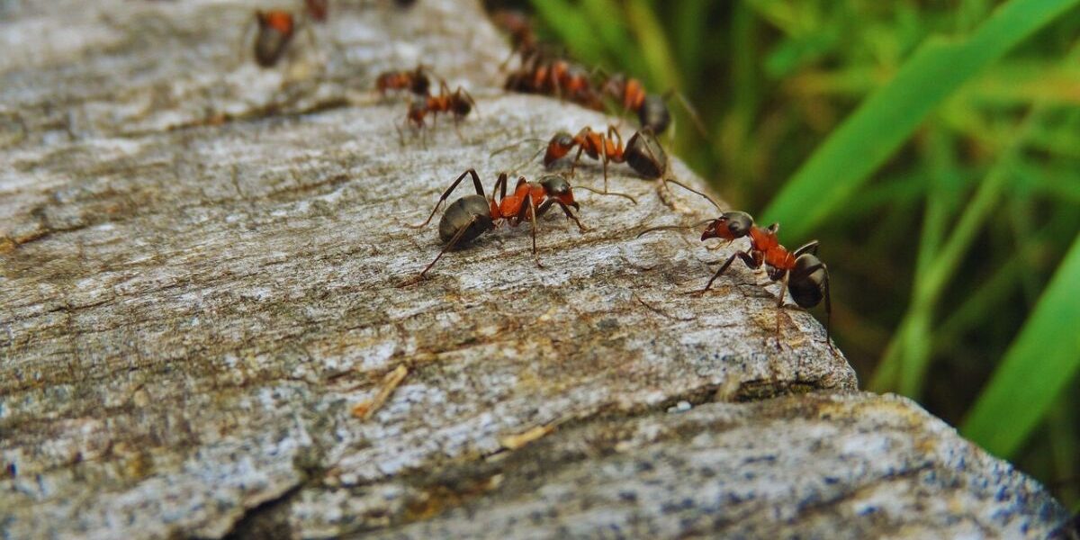Carpenter ants